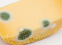 На тамбовской базе испорченные сыры хранились вместе со съедобными продуктами На тамбовской базе испорченные сыры хранились вместе со съедобными продуктами