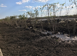 Олимпийский парк начали озеленять в угоду тамбовчан накануне публичных слушаний Олимпийский парк начали озеленять в угоду тамбовчан накануне публичных слушаний