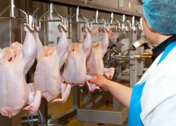 Инжавинская и Токаревская птицефабрики будут поставлять мясо кур в Китай Инжавинская и Токаревская птицефабрики будут поставлять мясо кур в Китай