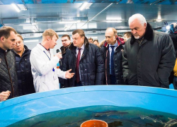 «Тамбовский осётр» обеспечит потребность населения области в рыбе на четверть «Тамбовский осётр» обеспечит потребность населения области в рыбе на четверть