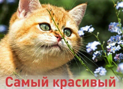 «Блокнот Тамбова» запускает пушистый конкурс «Самый красивый кот-2017» «Блокнот Тамбова» запускает пушистый конкурс «Самый красивый кот-2017»
