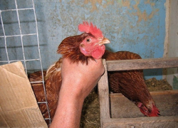 Полицейские Рассказовского района раскрыли кражу денег, продуктов и кур Полицейские Рассказовского района раскрыли кражу денег, продуктов и кур