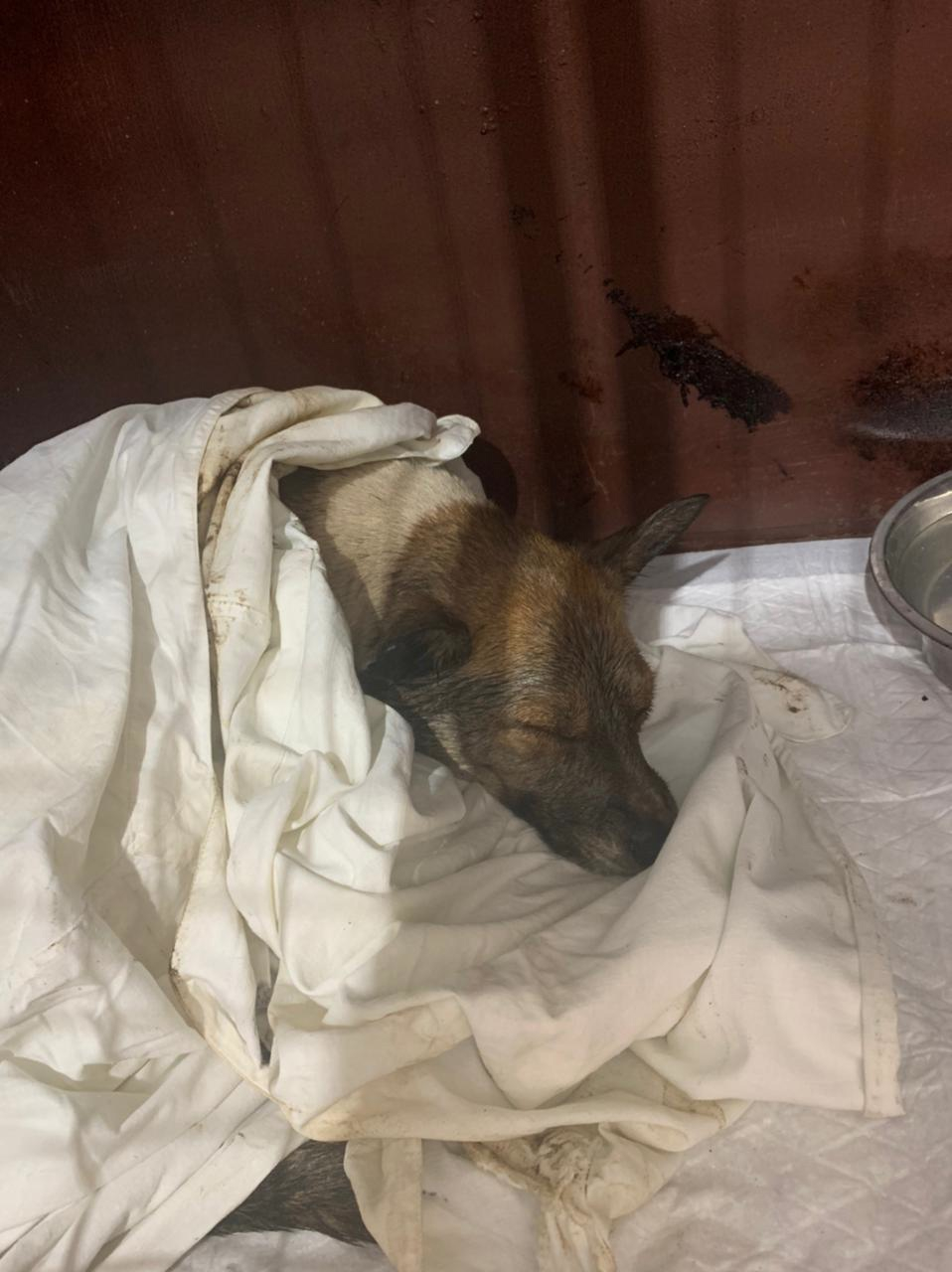 В приюте под Тамбовом спасли покрытую битумом собаку В приюте под Тамбовом спасли покрытую битумом собаку