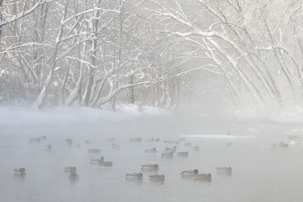 В Рождественские праздники Тамбовскую область накроют оттепель и туман