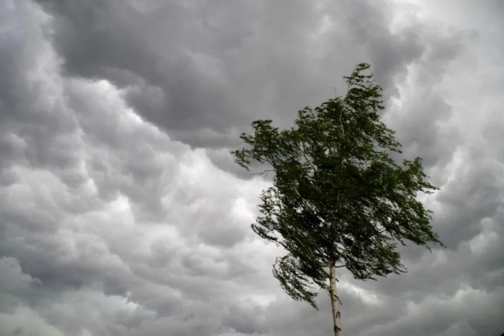МЧС предупреждает тамбовчан о штормовом ветре