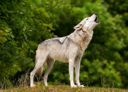 Тамбовские волки оказались на грани исчезновения