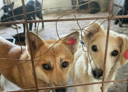 В Тамбове начали отлов бродячих собак