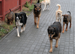 Жители юга Тамбова боятся стаи крупных агрессивных собак