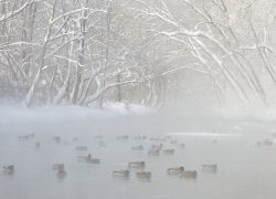 В Рождественские праздники Тамбовскую область накроют оттепель и туман