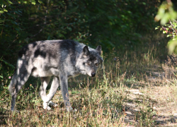 В лесах Тамбовской области обитают четыре волка
