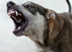 Тамбовчанка пожаловалась на агрессивных собак у Рылеевского карьера
