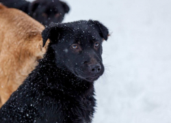 В 2022 году Тамбовская область потратит 27 миллионов рублей на отлов и чипирование бродячих собак
