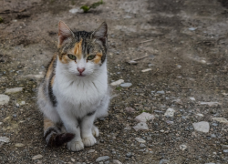 Тамбовчане попросили власти решить проблему с бездомными кошками под постом с поздравлениями с Днём народного единства