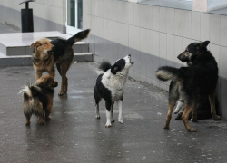 Жителям Мучкапского района пришлось обратиться в прокуратуру, чтобы решить проблему с бродячими псами