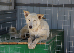 В Мичуринске за три месяца отловили 70 бездомных собак 