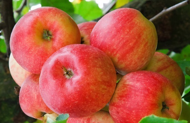 Более 7 тысяч тонн яблок собрано в закрома тамбовских хозяйств