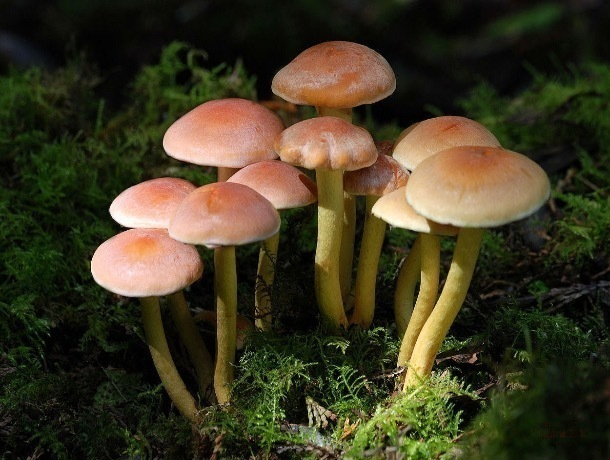 Около 60 человек отравились грибами, потому что не умеют их готовить
