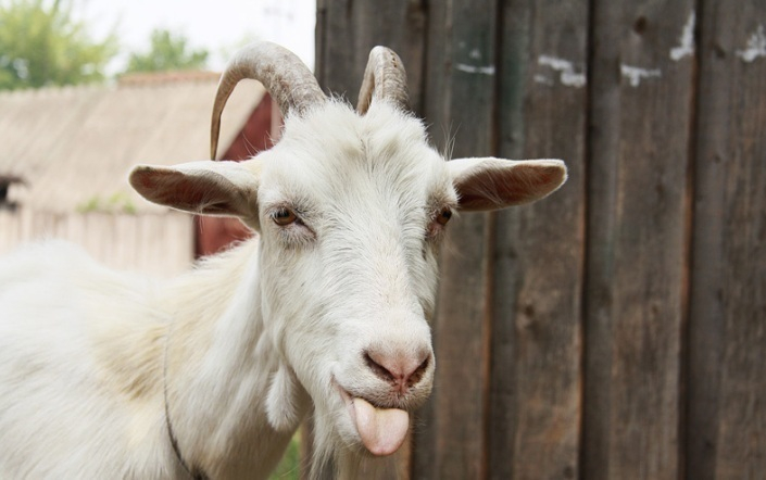 В селе Селезни раскрыта кража козы