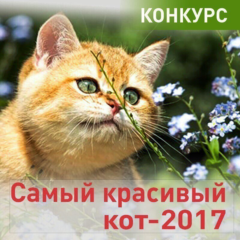«Блокнот Тамбова» запускает пушистый конкурс «Самый красивый кот-2017»